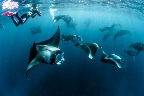 Close Encounters with Manta Rays: Thrilling Adventures in Hawaii's Waters